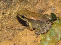 Crossodactylus gaudichaudii