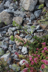 Hylotelephium caucasicum