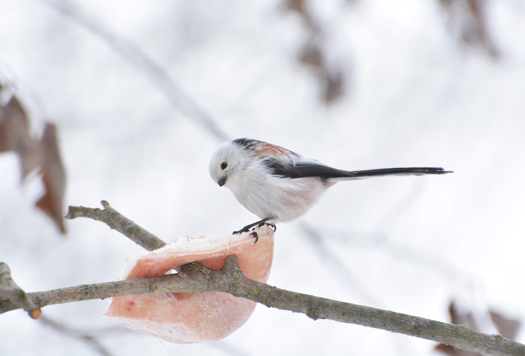 iNaturalist.org. Г.Столбова, г.Новочебоксарск Чувашия, февраль 2025