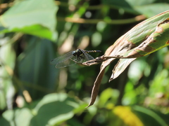 Onychothemis tonkinensis