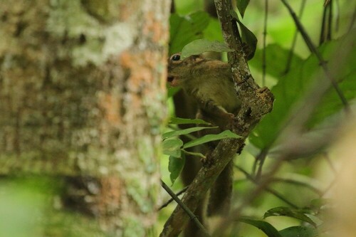 Slender Squirrel