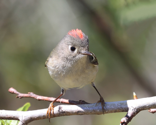Ruby-crowned Kinglet, photo 2 of 10