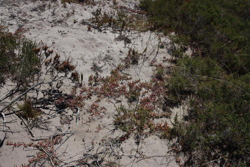 Image of Jordaaniella dubia by (c) Tony Rebelo, some rights reserved (CC BY-SA)