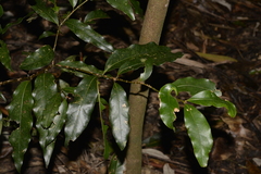 Cryptocarya