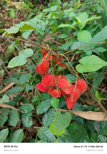 Cnestis ferruginea
