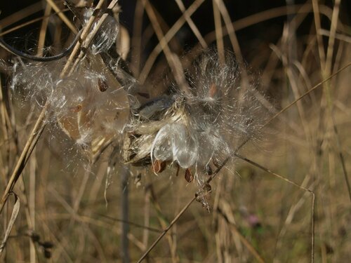 Showy milkweed winter