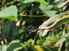 Onychothemis tonkinensis