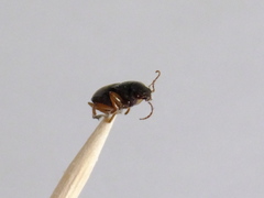 Coleoptera