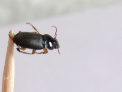 Coleoptera