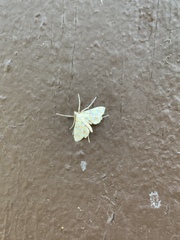 Elophila icciusalis