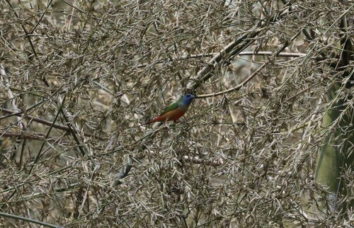 Pin-tailed Parrotfinch (Erythrura prasina), photo 8