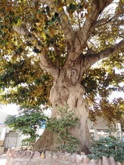 Ficus