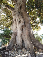 Ficus