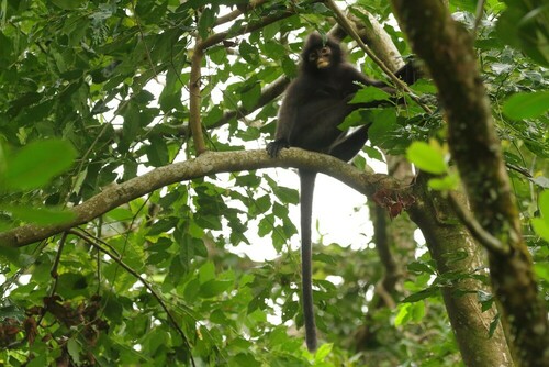 Robinson's Banded Langur