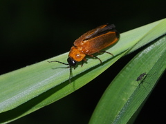 Abscondita terminalis