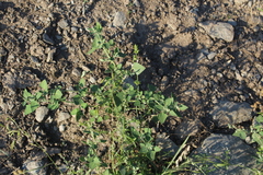 Chenopodium sosnowskyi