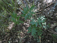 Austrosteenisia glabristyla