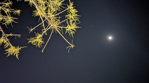 Image of Lannea coromandelica by (c) Ravuri Krishna Chaitanya, some rights reserved (CC BY)