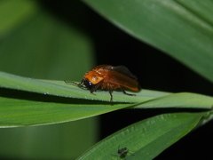 Abscondita terminalis
