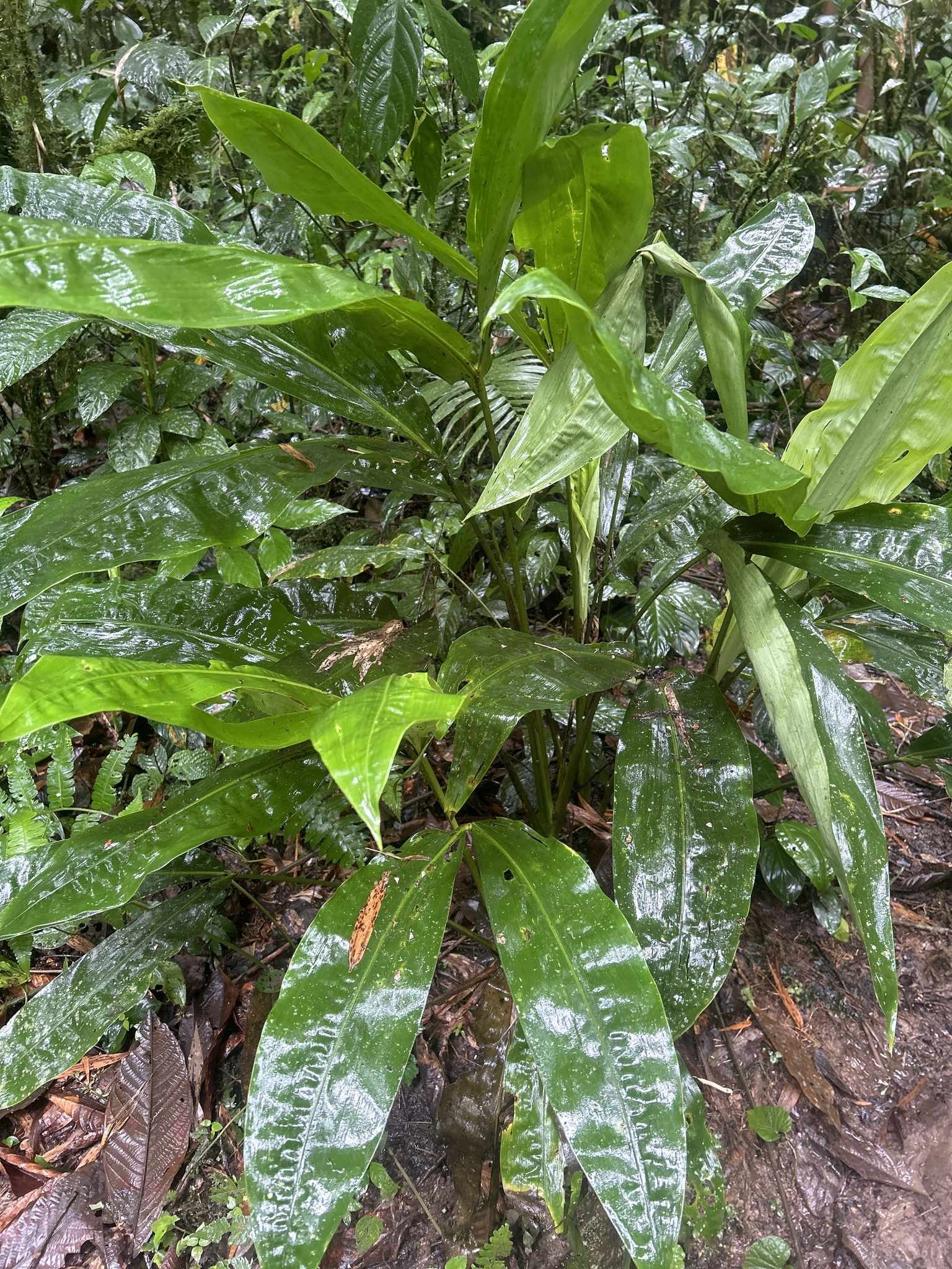 Imagem de Pacová