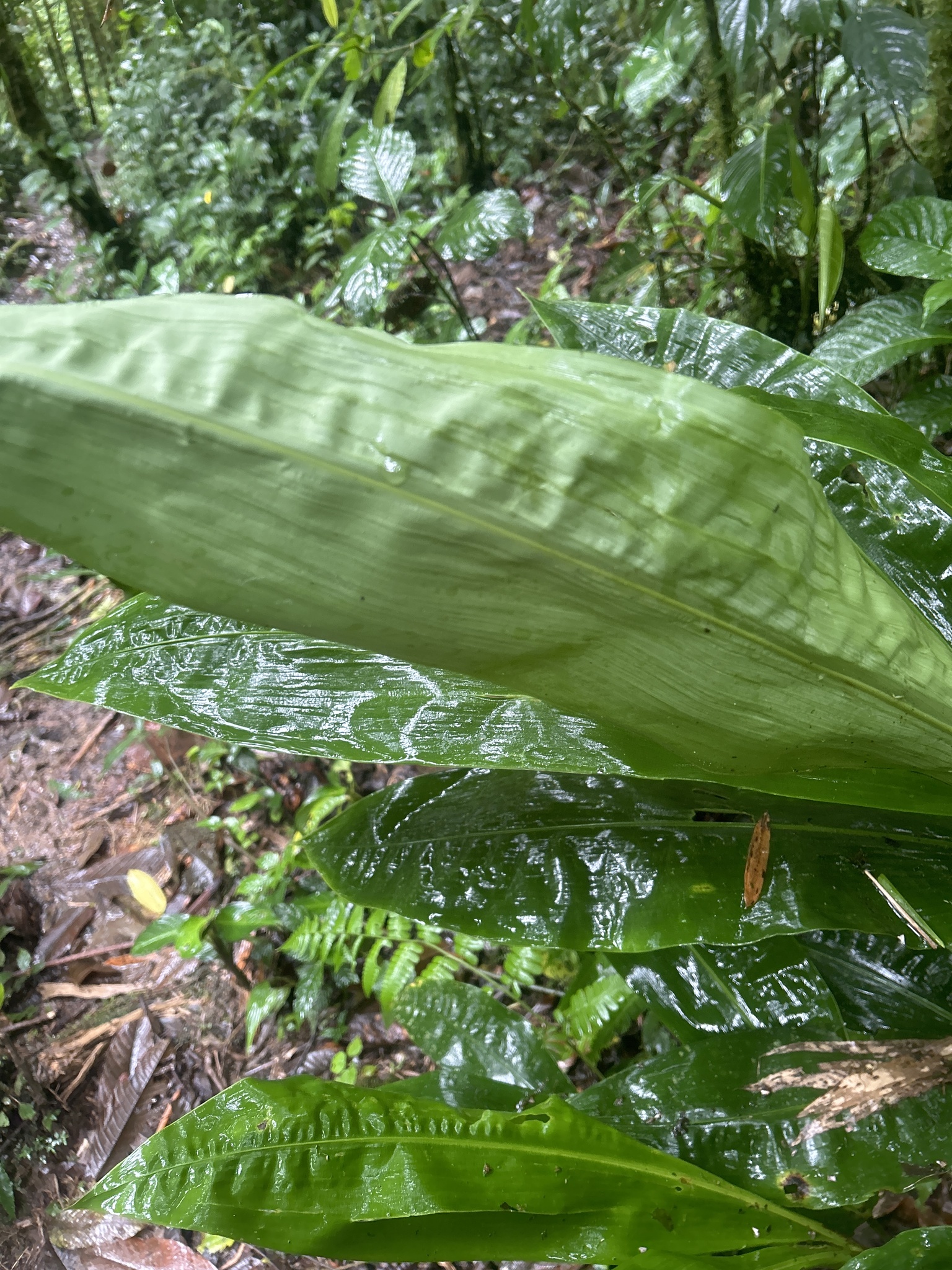 Imagem de Pacová