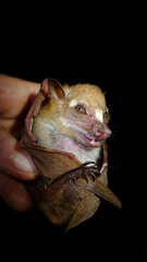 Scotonycteris occidentalis