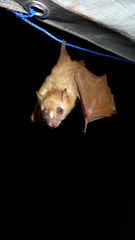 Scotonycteris occidentalis