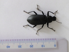 Tenebrionidae