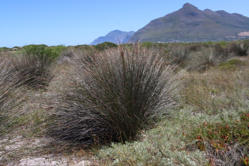 Image of Thamnochortus erectus by (c) Tony Rebelo, some rights reserved (CC BY-SA)
