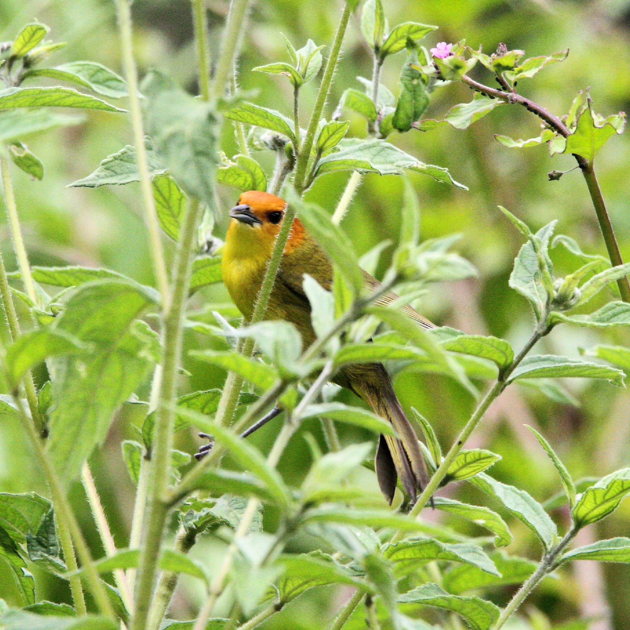 Rust-and-yellow Tanager (Thlypopsis ruficeps), photo 4