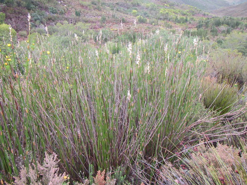 Image of Ceratocaryum persistens by (c) douglaseustonbrown, some rights reserved (CC BY-SA)