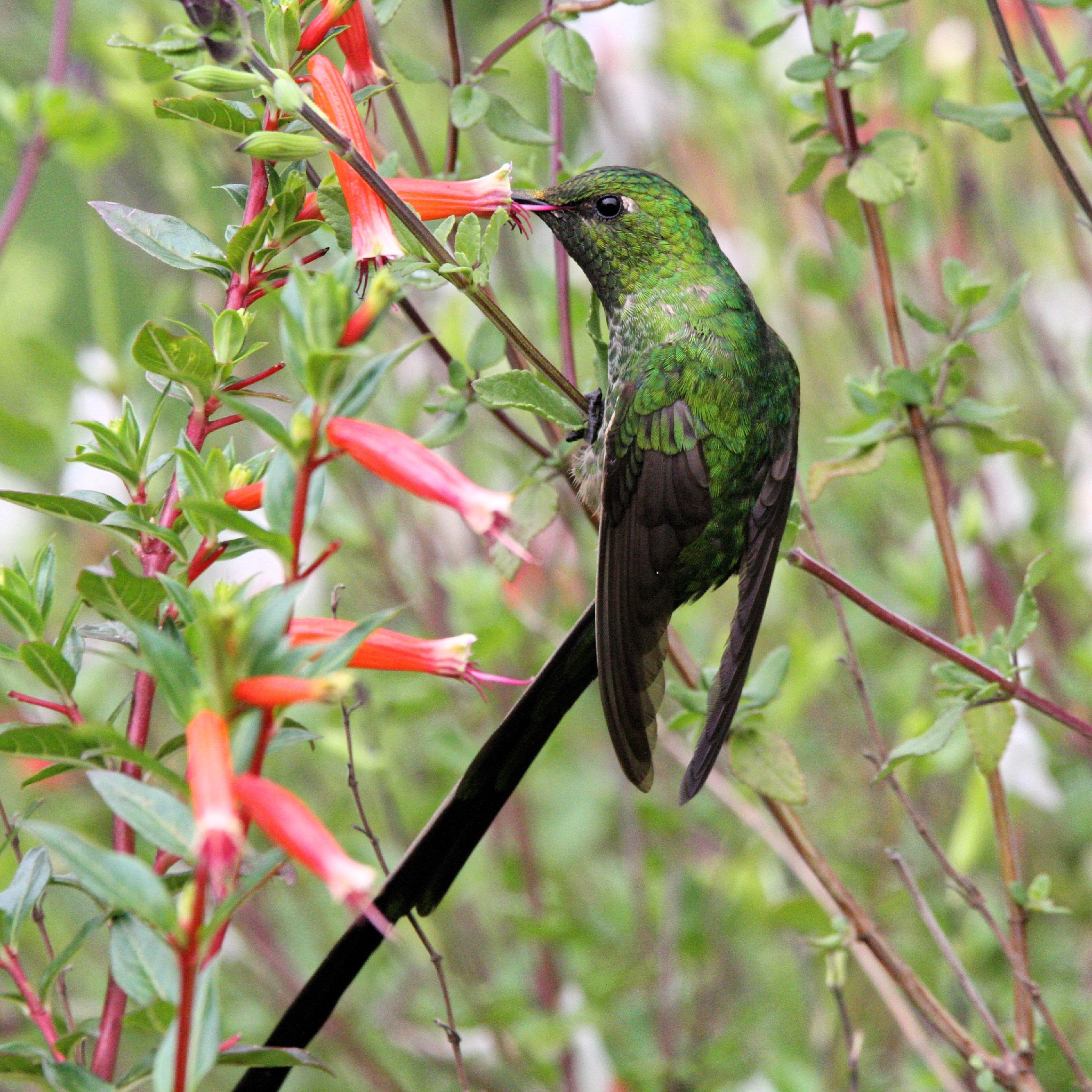 Black-tailed Trainbearer (Lesbia victoriae), photo 3