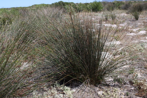 Image of Thamnochortus erectus by (c) Tony Rebelo, some rights reserved (CC BY-SA)