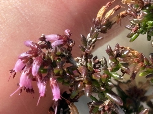 Stillbay Minor Heath (Erica dispar)