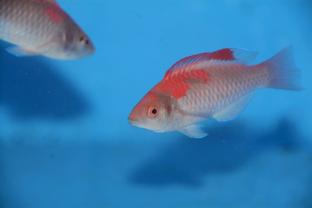 Red-fin fairy wrasse