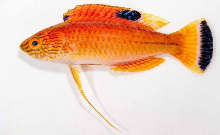 Latigo fairy wrasse