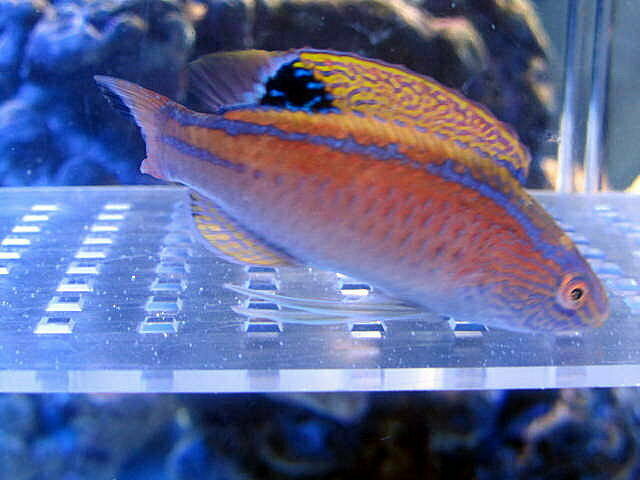 Latigo Fairy Wrasse
