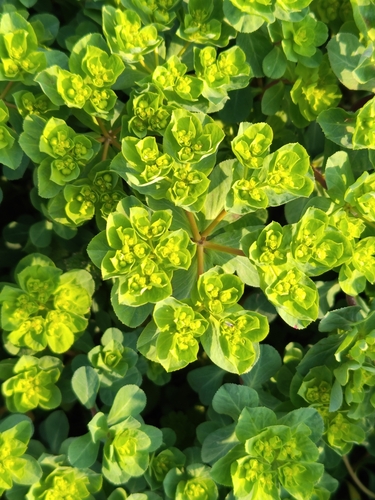 Sun spurge
