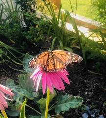 Danaus plexippus