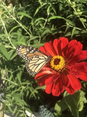 Danaus plexippus