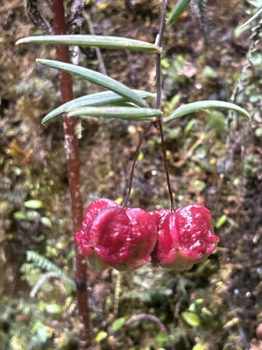 Bomarea graminifolia