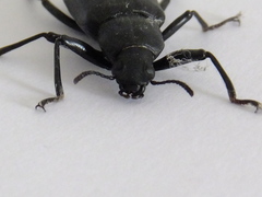 Tenebrionidae