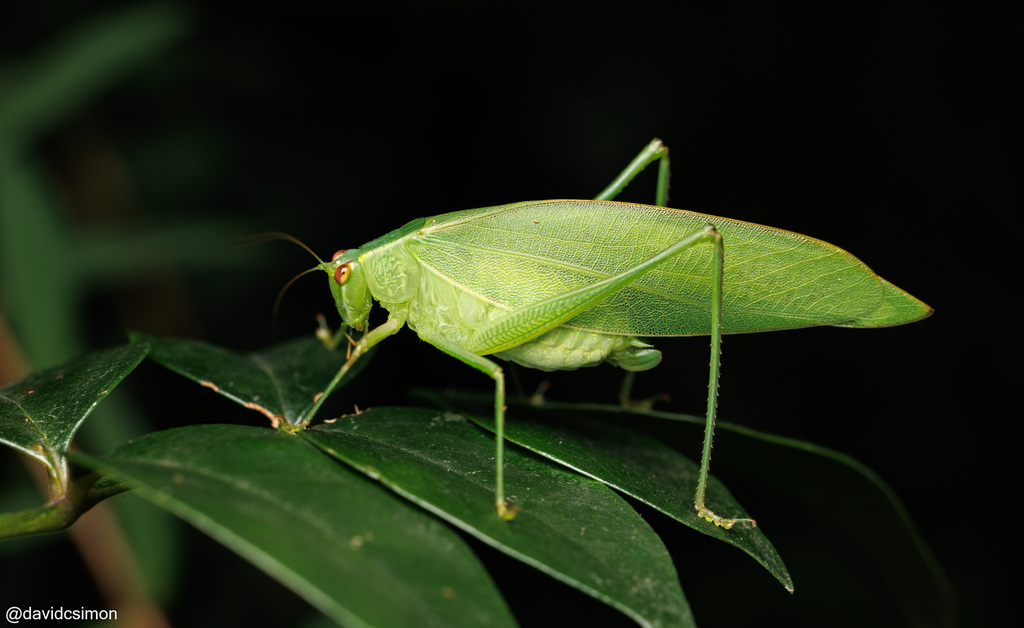 Australian Common Garden Katydid