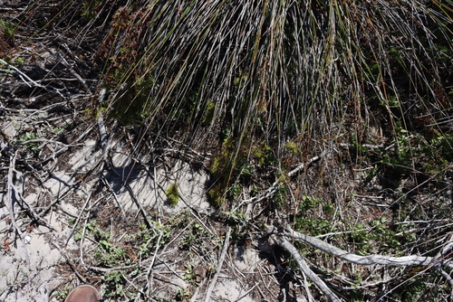 Image of Thamnochortus erectus by (c) Tony Rebelo, some rights reserved (CC BY-SA)