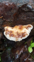 Amylocystis lapponica