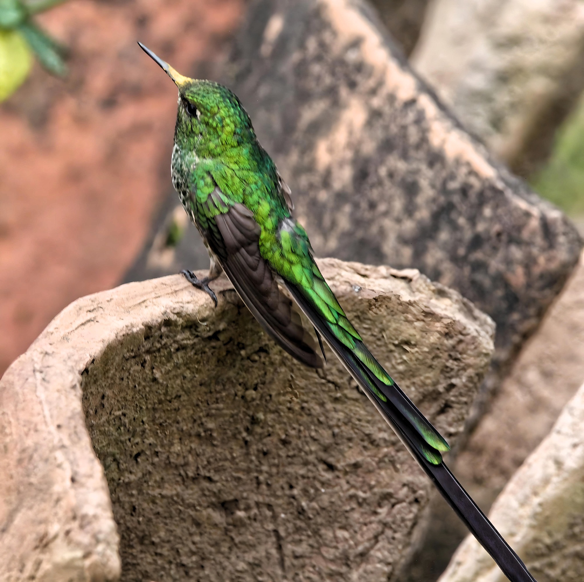 Green-tailed Trainbearer (Lesbia nuna), photo 5