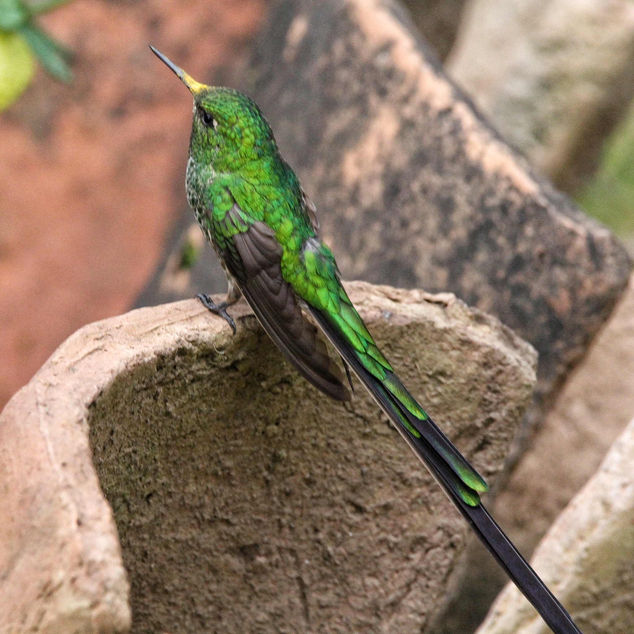 Green-tailed Trainbearer (Lesbia nuna), photo 4