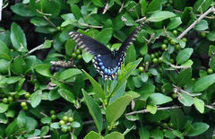 Papilio polyxenes