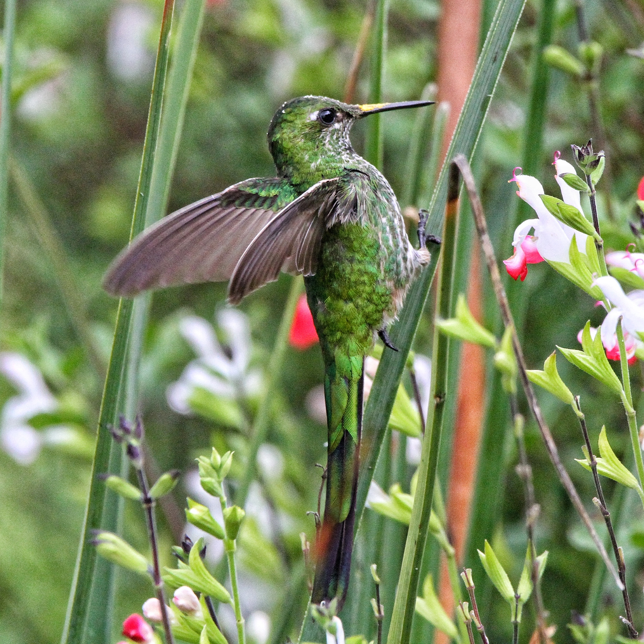Green-tailed Trainbearer (Lesbia nuna), photo 7