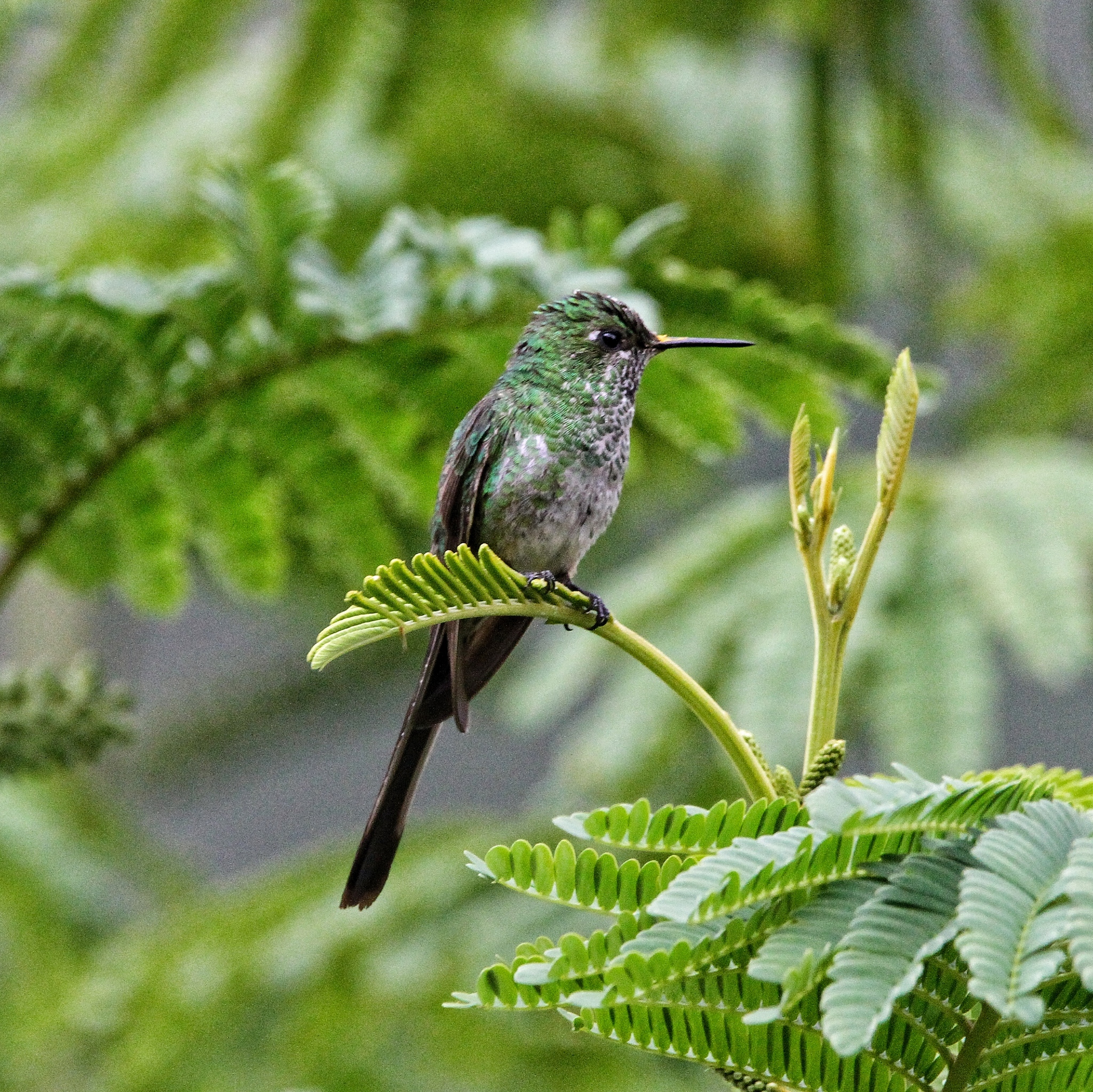 Green-tailed Trainbearer (Lesbia nuna), photo 8